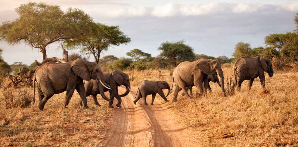 Elephant family at dawn, Africa