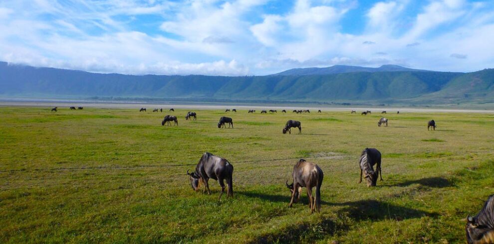 ngorongoro